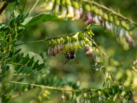 Field Of Mongolian Milkvetch (Astragalus Membranaceus).