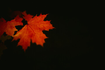 maple, autumn tree view from below, beautiful autumn background