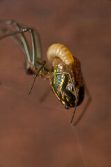 Leucauge spider parasitized by a wasp, in its abdomen the larva.