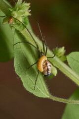 Leucauge spider parasitized by a wasp, in its abdomen the larva.