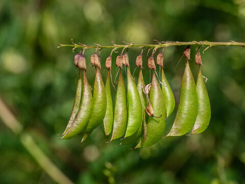 Field Of Mongolian Milkvetch (Astragalus Membranaceus).