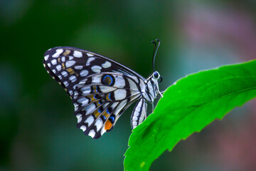 Obraz premium Papilio butterfly or The Common Lime Butterfly resting on the flower plants in its natural habitat in a nice soft green background Papilio butterfly or common lime butterfly clap the wings on the fl