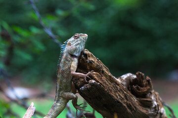 The oriental garden lizard, eastern garden lizard, bloodsucker or changeable lizard resting on the...