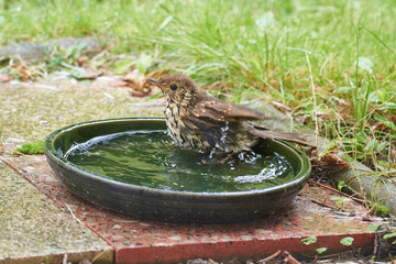 Diesjährige  Singdrossel (Turdus philomelos)  beim baden