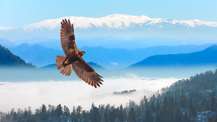Red-tailed Hawk flying over the blue mountains with sunset sky