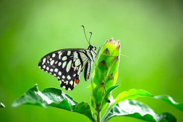  Papilio butterfly or The Common Lime Butterfly resting on the flower plants in its natural habitat in a nice soft green background  Papilio butterfly or common lime butterfly clap the wings on the fl