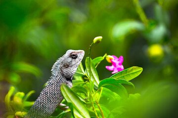 The oriental garden lizard, eastern garden lizard, bloodsucker or changeable lizard resting on the plant branch in its natural environment
  - Powered by Adobe