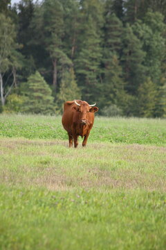 A red cow in a field of clover chews grass. High quality photo