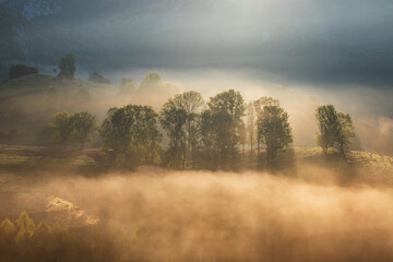 Fototapeta na wymiar Autumn landscape of foggy forest