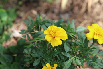 春の庭に咲くマリーゴールドの花