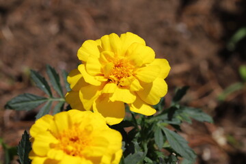 春の庭に咲くマリーゴールドの花