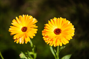 Close up of two yellow Calendula officinalis, common marigold.