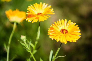 A group of yellow Calendula officinalis, common marigolds.