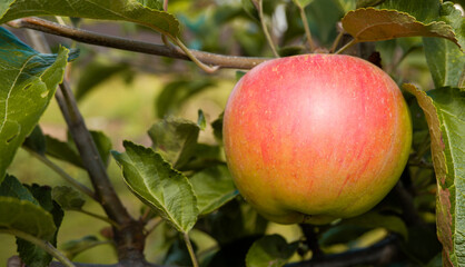 Red juicy ripe apple on a branch among green foliage. Harvesting apples.