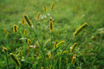 Natural background. Grass texture. Unmown green grass in meadow at sunset. Close-up of green unmown grass against the backlight of the setting sun.
