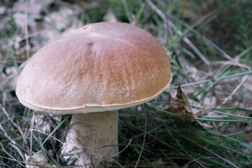 close-up view of edible forest mushroom brown cap boletus growing in the autumn forest,. White mushroom boletus in needles in the forest. Cap boletus.
