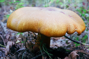 A large lamellar mushroom grown in a wild forest