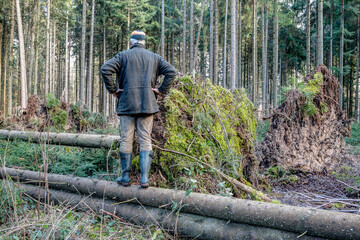 A forester stands on a fallen tree trunk and examines the damage that the storm caused in the...