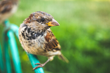Sparrow portrait with green blurred background. Close-up view to the head of sparrow on the street