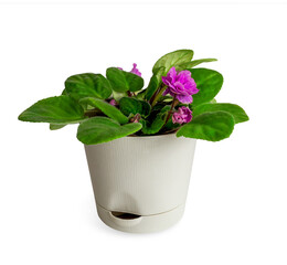 Flowerpot isolated on white background.Beige flowerpot with a tray with pink violets