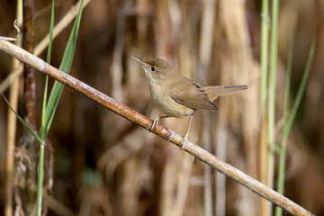 reed warbler (Acrocephalus scirpaceus) in winter plumage, close-up in natural habitat for identification