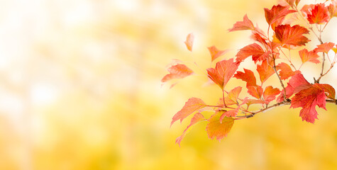 branch with autumn red leaves on bright yellow background