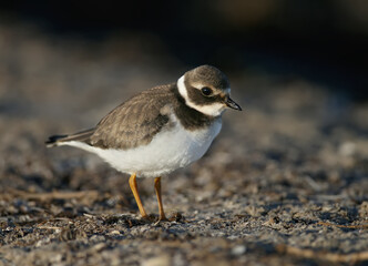 Young and adult common ringed plover or ringed plover (Charadrius hiaticula) in winter plumage, close-up shot on the lake shore in soft morning light