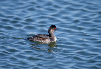 Close-up photo of a black-necked grebe (Podiceps nigricollis) in winter plumage shot swimming in the bright blue water of the estuary