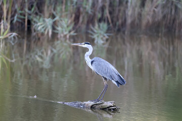 Close-up photo of a gray heron standing on a log floating in a pond