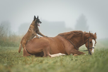 Dog and horse in nature