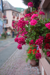Fototapeta na wymiar Closeup of pink geranium on the medieva house facade in the street