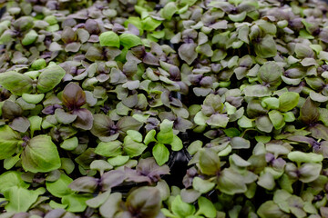 young shoots of seeds. microgreen