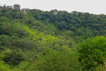 Fototapeta premium forest in the mountains