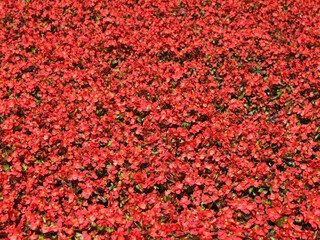 Red flower petals as background