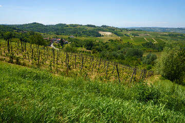 Rural landscape in Monferrato near Rivalta Bormida at May