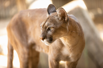 portrait of a cougar, puma, or mountain lion, in a spanish zoo