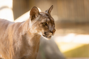 portrait of a cougar, puma, or mountain lion, in a spanish zoo