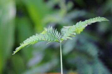 Green sensitive plant growing in the meadow 