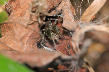 agelena labyrinthica spider macro photo
