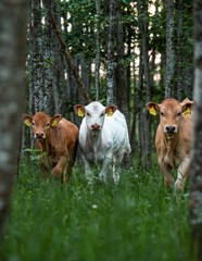Cows graze in the forest