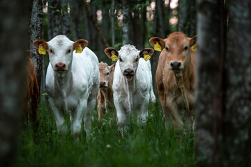 Fototapeta premium Cows graze in the forest