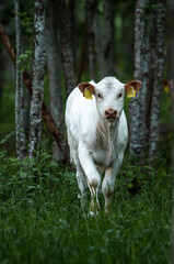 Free range cow in forest graze during summer