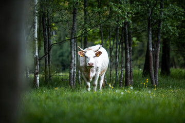 Free range cow in forest graze during summer