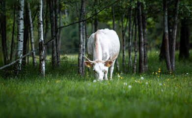 Obraz na płótnie Canvas Free range cow in forest graze during summer