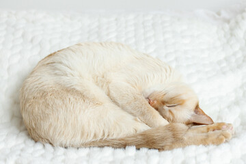 Home (domestic) red point Siamese cat (red) sleeps curled up and hugging its front paws muzzle on a cozy plush blanket