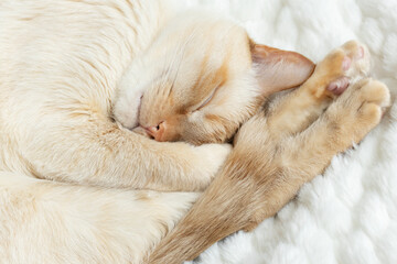 Domestic red point Siamese cat (red) sleeps curled up in a ball and hugging its front paws muzzle on a white plush blanket close-up