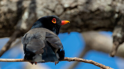 a Retz's helmetshrike close up 