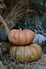 Autumn decor. Pumpkins and flowers	