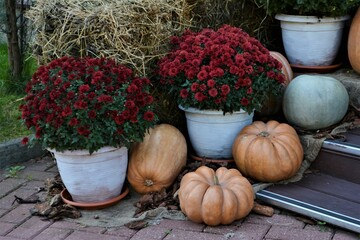 Fototapeta na wymiar Autumn decor. Pumpkins and flowers 