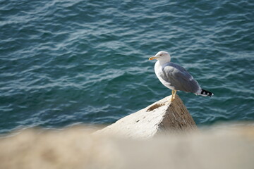 Gaviota Patiamarilla posada en una roca al lado del mar mediterráneo